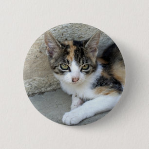 Calico Kitten Button
