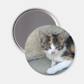 Calico Kitten Magnet (Vorderseite/Rückseite)