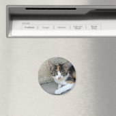 Calico Kitten Magnet (In Situ (Geschirrspüler))