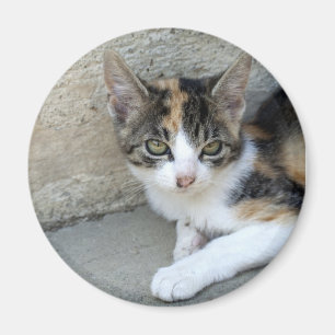 Calico Kitten Magnet