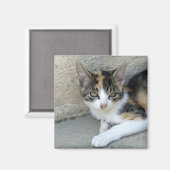 Calico Kitten Magnet (Vorderseite/Rückseite)