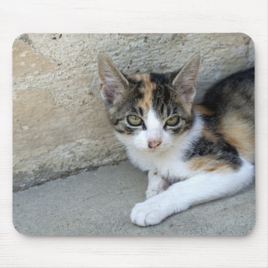 Calico Kitten Mousepad (Vorne)