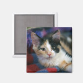 Calico Kitten, Plotting Magnet (Vorderseite/Rückseite)