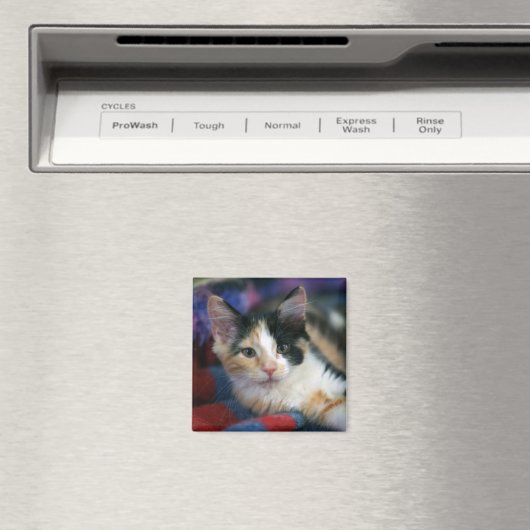 Calico Kitten, Plotting Magnet (In Situ (Geschirrspüler))