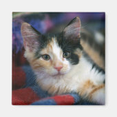 Calico Kitten, Plotting Magnet (Vorne)
