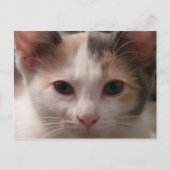 Calico Kitten Postcard Postkarte