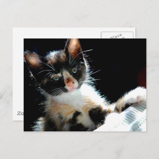 Calico Kitten Postcard Postkarte (Vorne/Hinten)