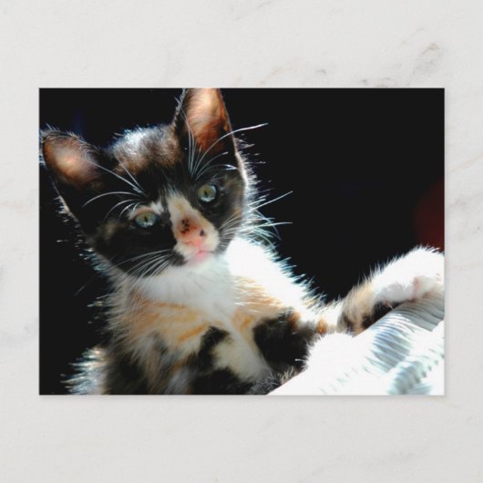 Calico Kitten Postcard Postkarte (Vorderseite)