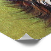 Calico Kitten Poster (Ecke)