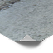 Calico Kitten Poster (Ecke)