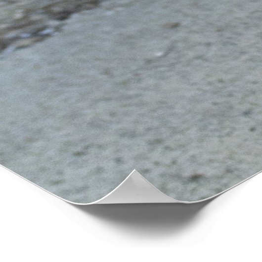 Calico Kitten Poster (Ecke)