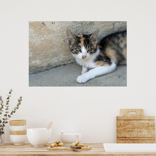Calico Kitten Poster (Küche)