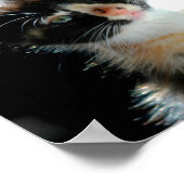 Calico Kitten Poster (Ecke)