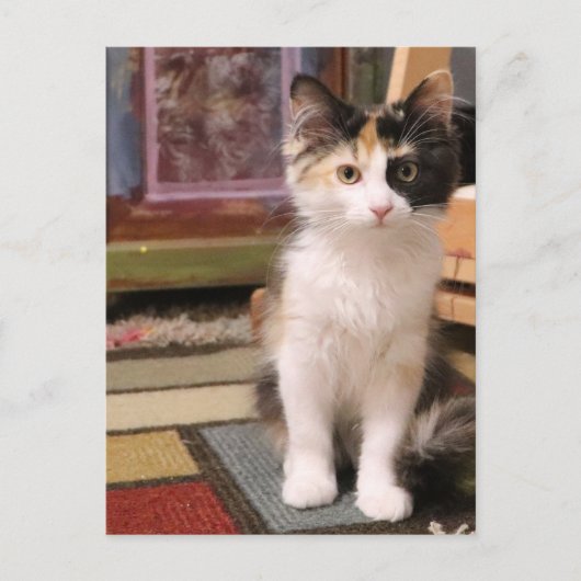 Calico Kitten Postkarte (Vorderseite)