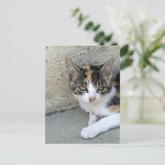 Calico Kitten Postkarte (Stehend Vorderseite)