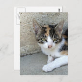 Calico Kitten Postkarte (Vorne/Hinten)