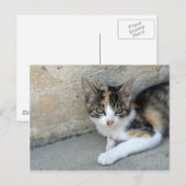 Calico Kitten Postkarte (Vorne/Hinten)