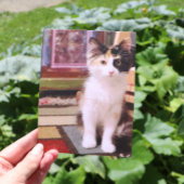 Calico Kitten Postkarte