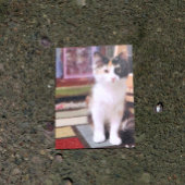 Calico Kitten Postkarte