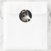 Calico Kitten Sticker (Tasche)