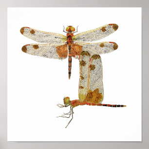 Calico Pennant Dragonfly Art Poster