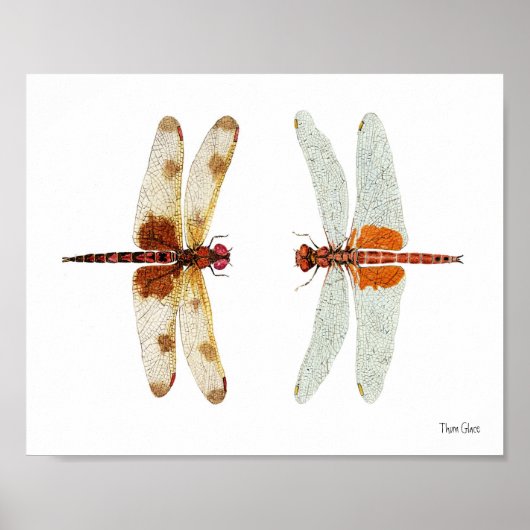Calico Pennant & Red Saddlebags Drachenfliegen Poster (Vorne)