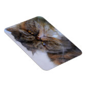 Calico Persian Cat Premium Magnet (Rechte Seite)