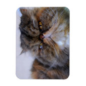 Calico Persian Cat Premium Magnet (Vertikal)