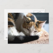 Calico Postkarte (Vorne/Hinten)