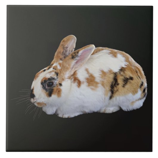 Calico Rabbit Fliese (Vorderseite)