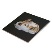 Calico Rabbit Fliese (Seite)