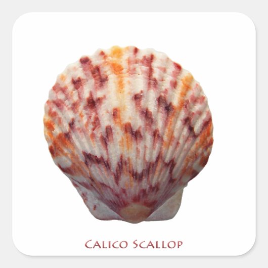 Calico Scallop Muschel Quadratischer Aufkleber (Vorderseite)