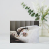 Calico schlafend in der Sonne Postkarte (Stehend Vorderseite)