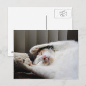 Calico schlafend in der Sonne Postkarte (Vorne/Hinten)