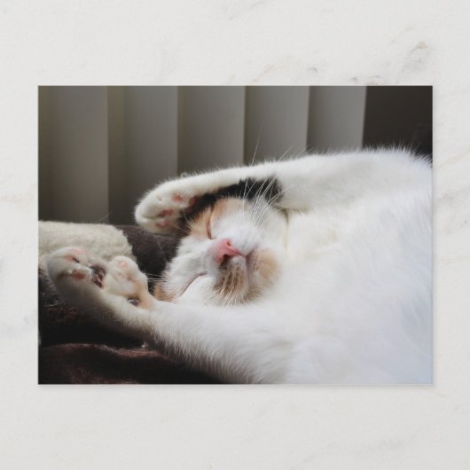 Calico schlafend in der Sonne Postkarte (Vorderseite)