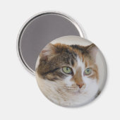 Calico Tabby-Katzengesicht Magnet (Vorderseite/Rückseite)