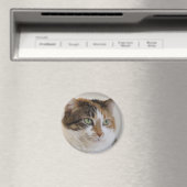 Calico Tabby-Katzengesicht Magnet (In Situ (Geschirrspüler))