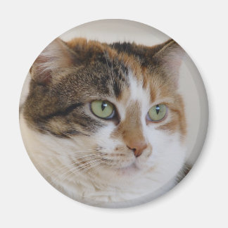 Calico Tabby-Katzengesicht Magnet