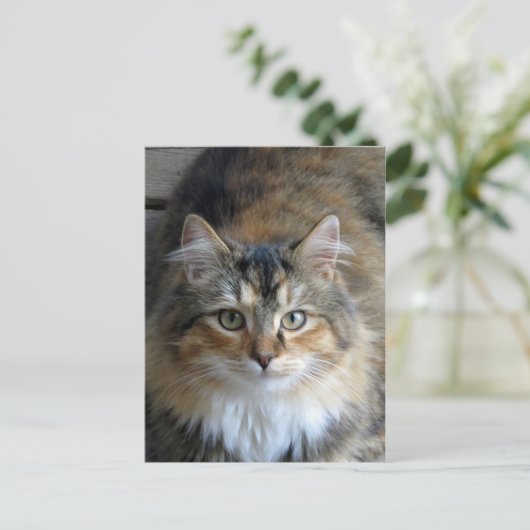 Calico Tabby Postkarte (Stehend Vorderseite)