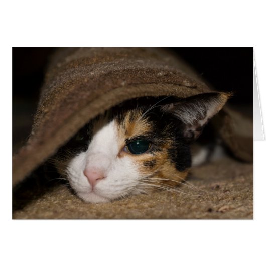 Calico Taco Grußkarte (Vorderseite (Horizontal))