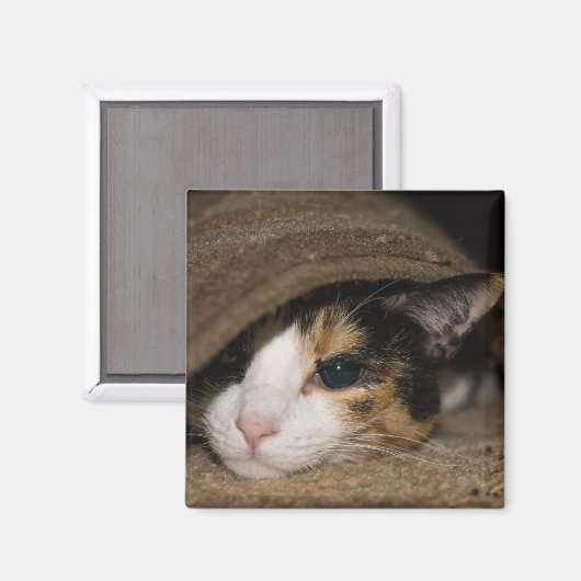 Calico Taco Magnet (Vorderseite/Rückseite)