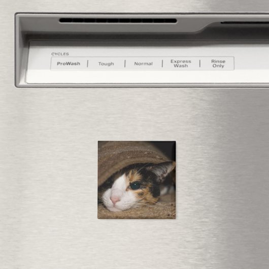 Calico Taco Magnet (In Situ (Geschirrspüler))