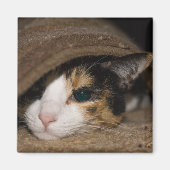 Calico Taco Magnet (Vorne)