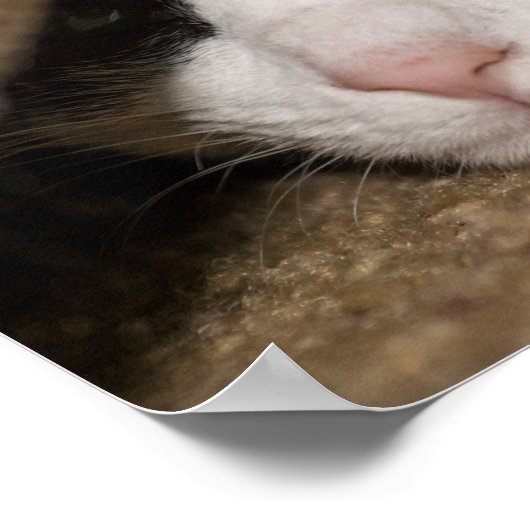 Calico Taco Poster (Ecke)