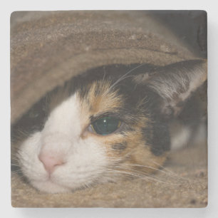 Calico Taco Steinuntersetzer