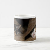 Calico Taco Tasse (Mittel)