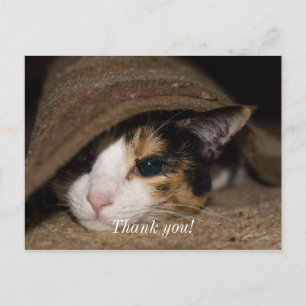 Calico Taco Vielen Dank Postcard Postkarte