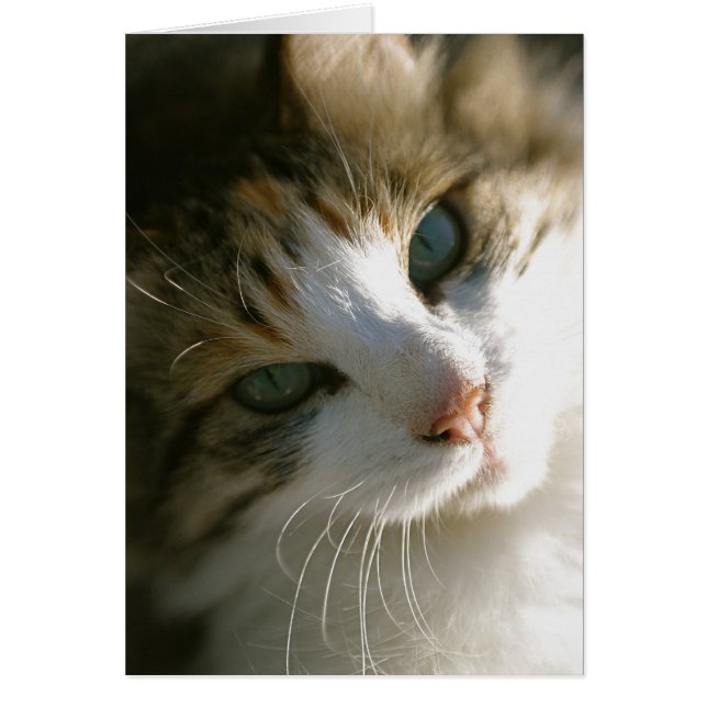 Calico Tiger Cat (Vorne)