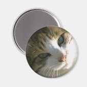 Calico Tiger Cat Magnet (Vorderseite/Rückseite)