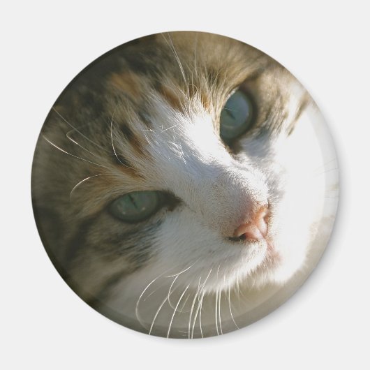 Calico Tiger Cat Magnet (Vorne)